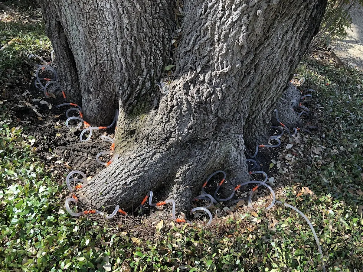 Detailed Tree Cabling and Bracing job site in Tahoka